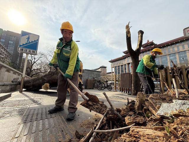 大風襲來，北京市園林綠化系統(tǒng)已處置倒伏樹木402株:園林綠化
